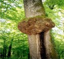 Origines géophysiques Géobiologie