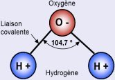 La molécule d'eau, un élément essentiel